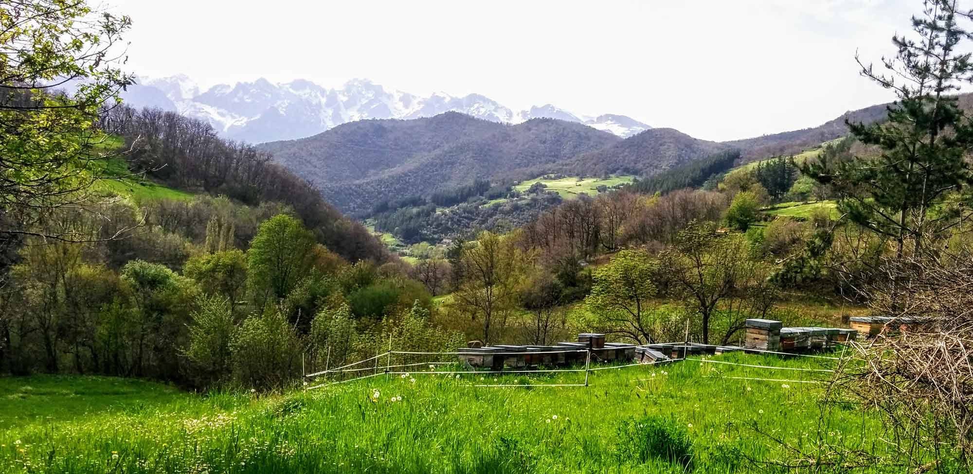 colmenas denominación de origen Miel de Liébana con los Picos de Europa al fondo
