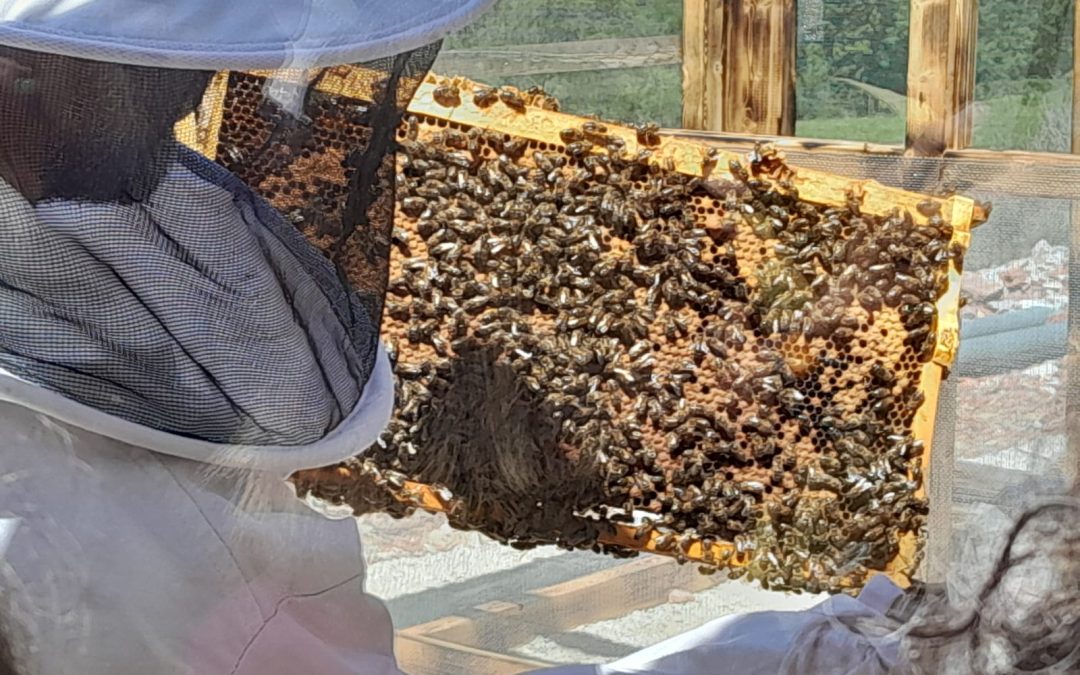 Experiencia apícola-gastronómica con el Hostal Remoña: ¡Vive Liébana a fondo!