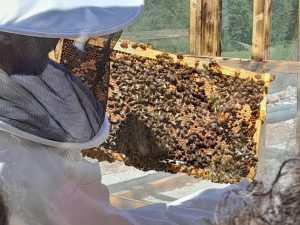 panal de abejas y cría en el apiario mirador de Beexperience apiturismo y turismo apícola en Liébana Cantabria