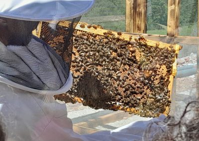 panal de abejas y cría en el apiario mirador de Beexperience apiturismo y turismo apícola en Liébana Cantabria