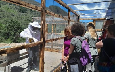 ¡Presentamos BeeXperience: el mejor turismo apícola en Liébana!