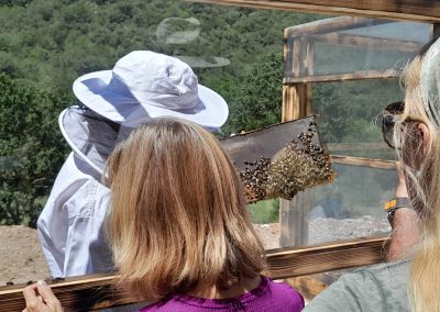 visitantes observando abejas en la Beexperience apiturismo y turismo apícola en Liébana Cantabria