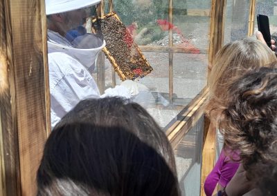 apicultor muestra un panal durante la visita a Beexperience apiturismo y turismo apícola en Liébana Cantabria