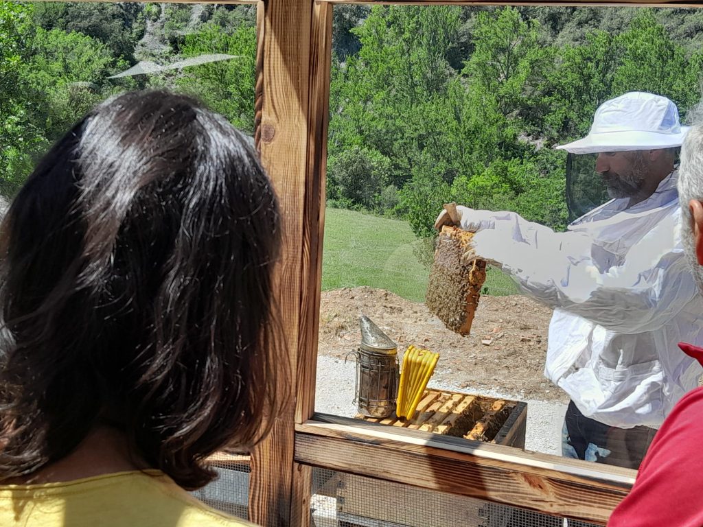 un apicultor muestra un panal en la visita a Beexperience apiturismo y turismo apícola en Liébana Cantabria