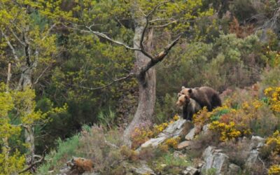 Abejas y osos en Liébana: una relación complicada y necesaria