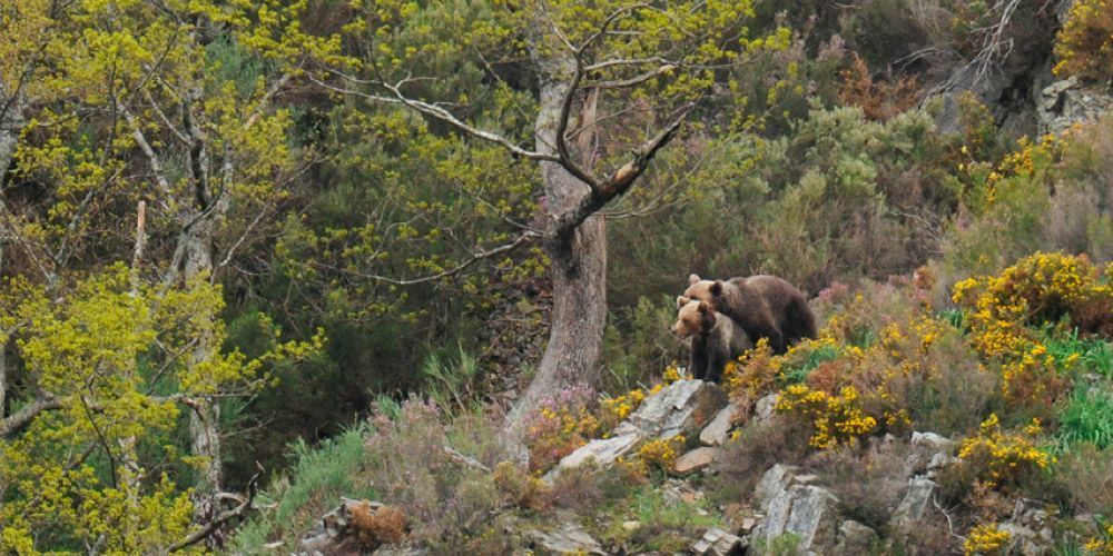 Abejas y osos en Liébana: una relación complicada y necesaria