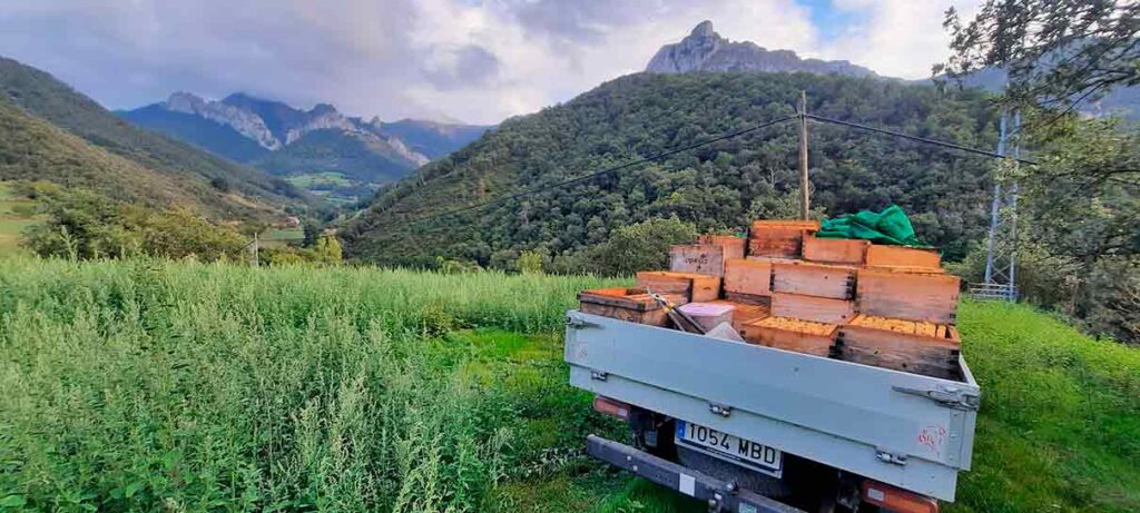 coche cargado de miel colmenares de Vendejo frente a los Picos de Europa en plena miel de Liébana cosecha 2024